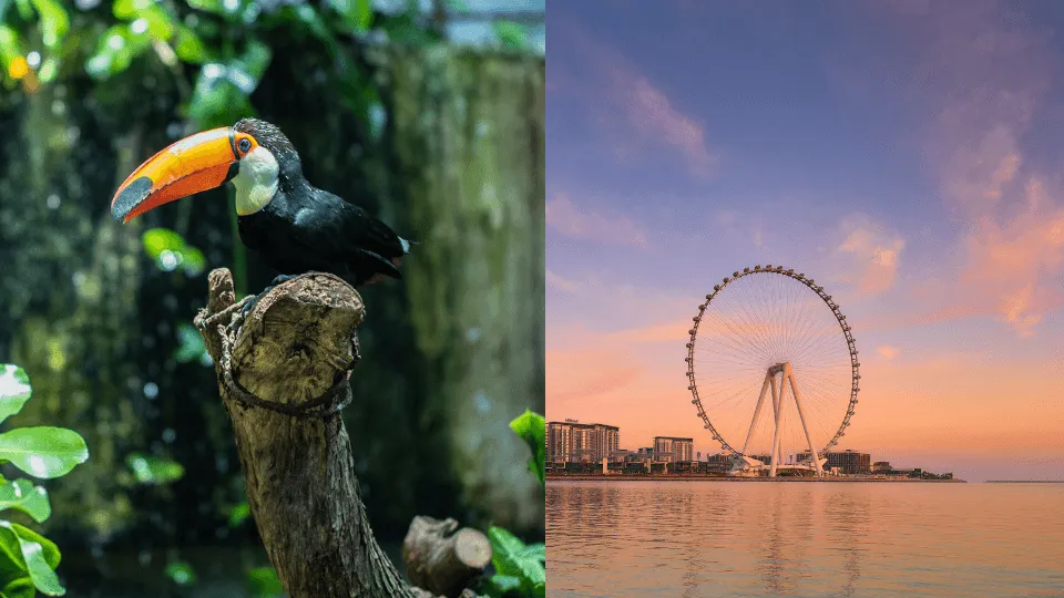 The Green Planet +  Ain Dubai &#8211; Combo - Image 1